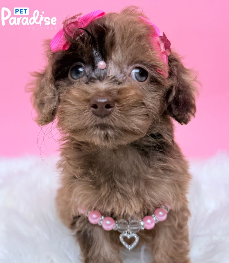 Poodle, Emma 2