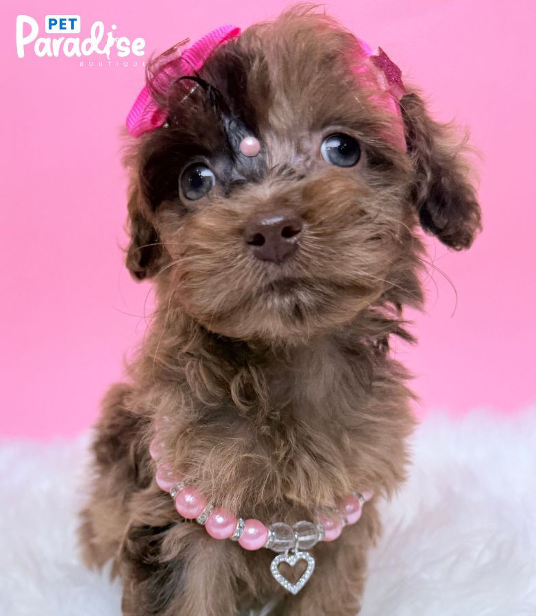 Poodle, Emma 3