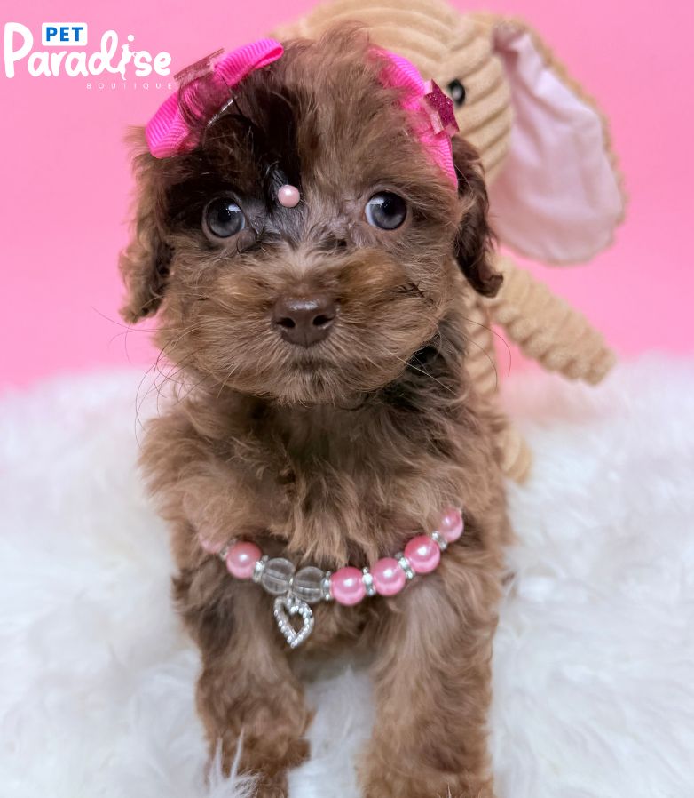 Poodle, Emma