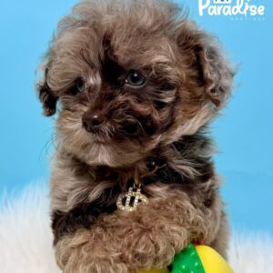 Poodle, Enot