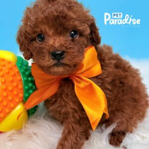 Poodle, Roman 1