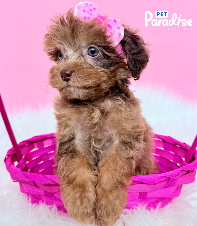 Poodle, Tami 1