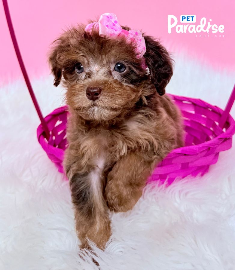Poodle, Tami 2