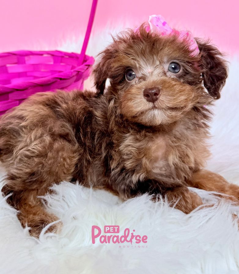 Poodle, Tami 3