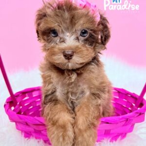 Poodle, Tami