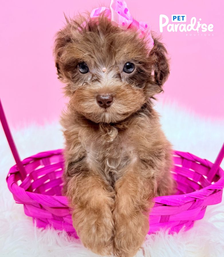Poodle, Tami