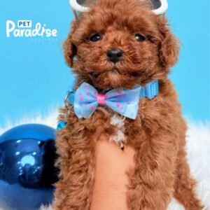 Poodle, Ultrack 3
