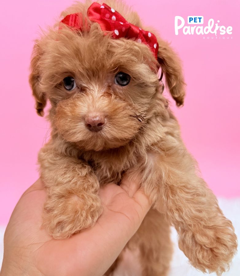 Poodle, Violeta 1