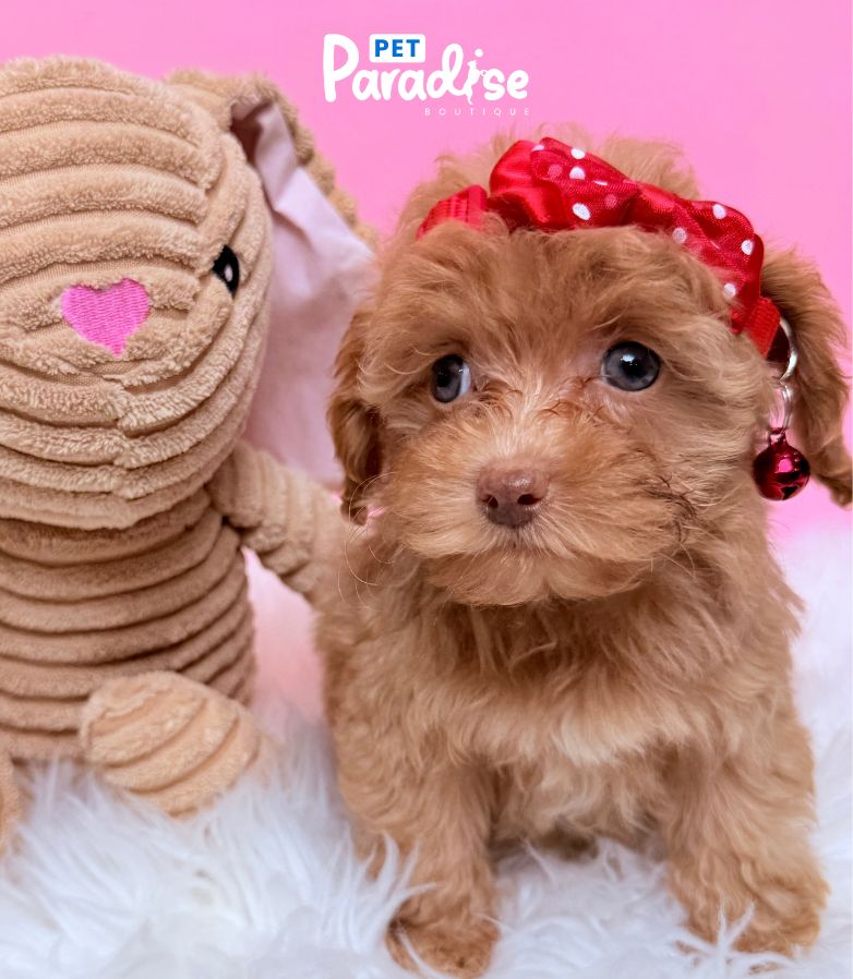Poodle, Violeta 2