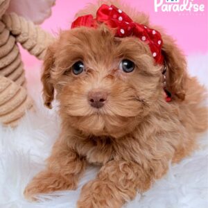 Poodle, Violeta 3