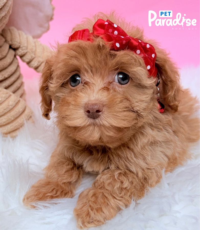 Poodle, Violeta 3