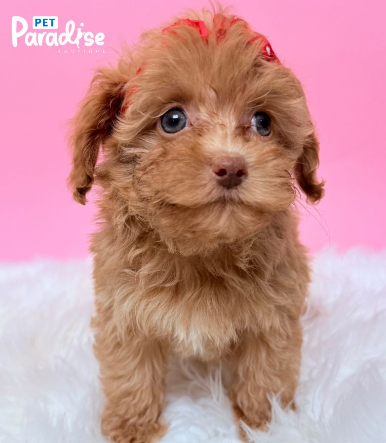 Poodle, Violeta