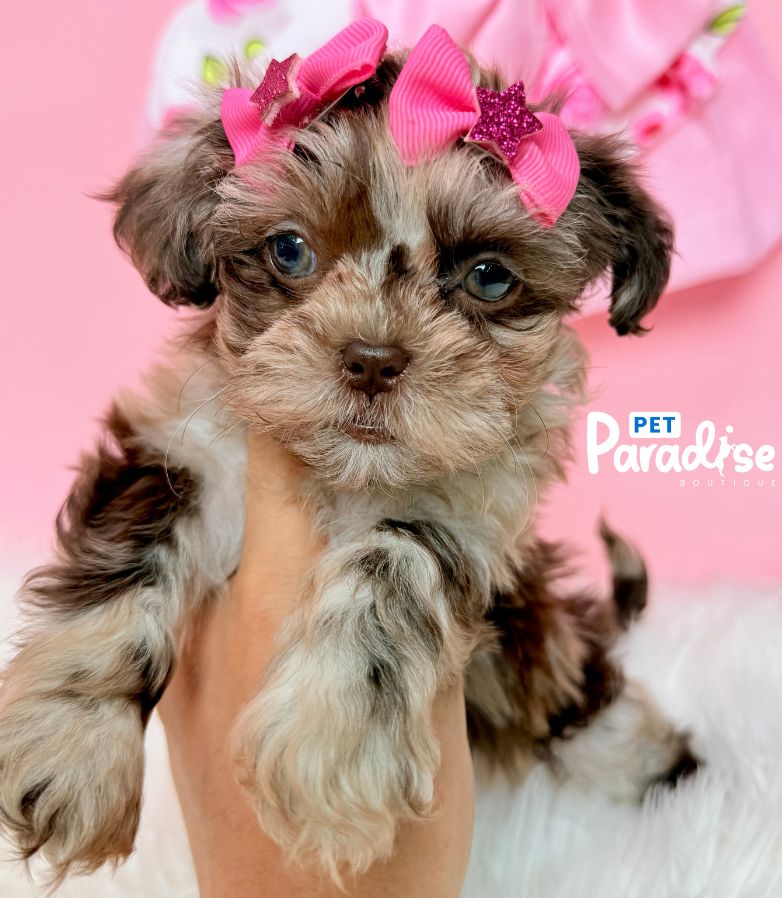Shipoo, Princesa 1