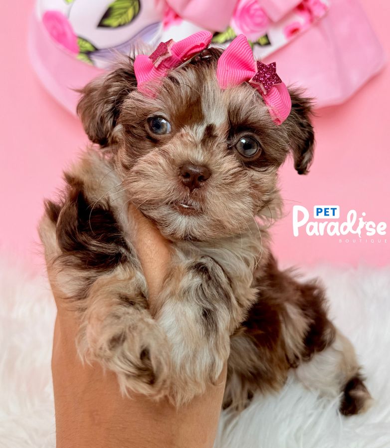 Shipoo, Princesa 2