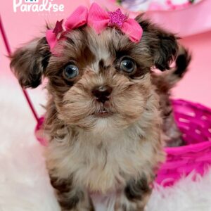 Shipoo, Princesa 3