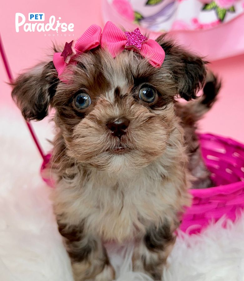 Shipoo, Princesa 3