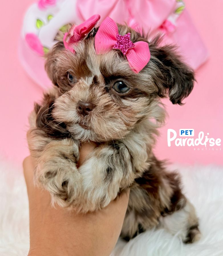 Shipoo, Princesa