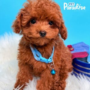 Toy Poodle, Denver 1