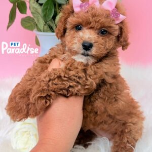 Toy Poodle, Francia 1