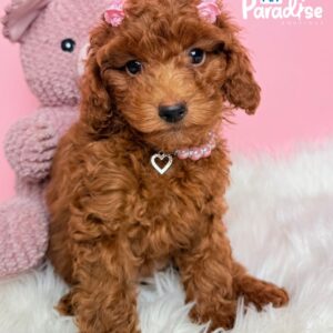 Toy Poodle, Lisboa 1