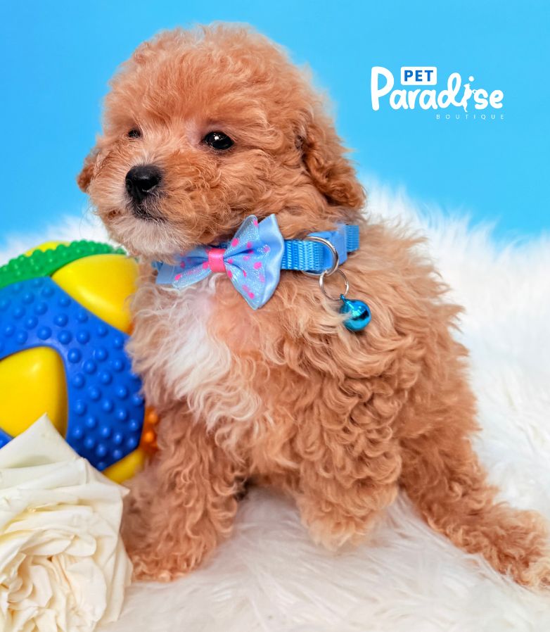 Toy Poodle, Liviano 1