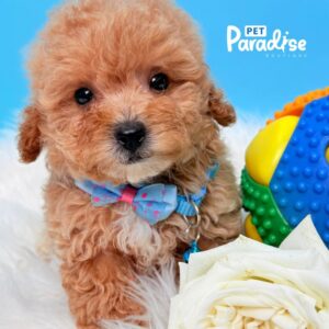 Toy Poodle, Liviano 2