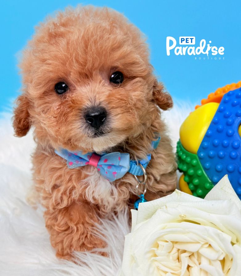 Toy Poodle, Liviano 2