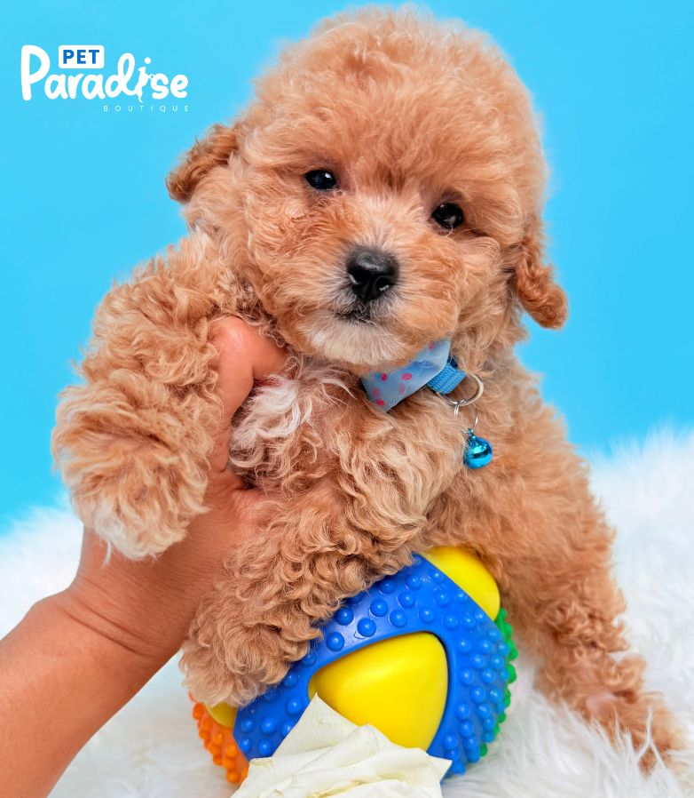 Toy Poodle, Liviano 3
