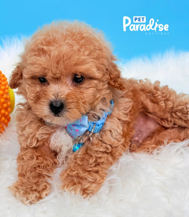 Toy Poodle, Liviano
