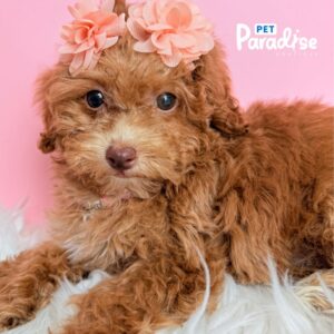 Toy Poodle, Paris 2