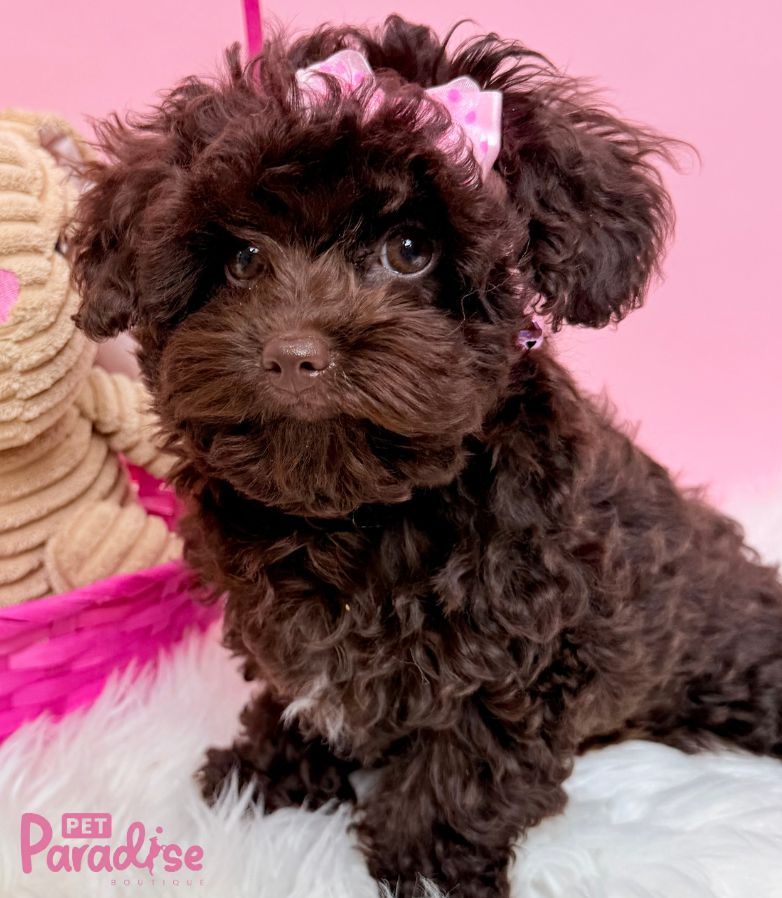 Toy Poodle, Shily 1