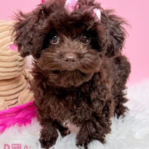 Toy Poodle, Shily 3