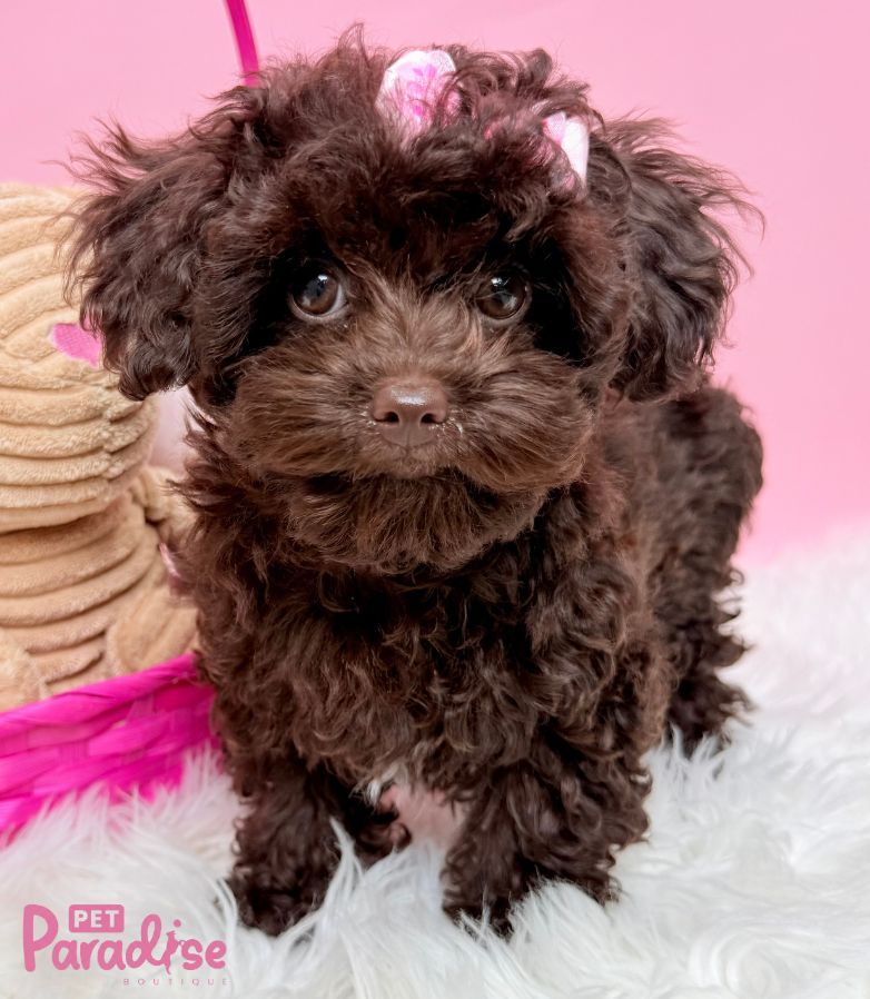 Toy Poodle, Shily 3