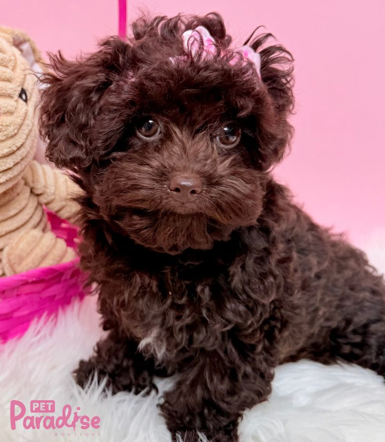 Toy Poodle, Shily