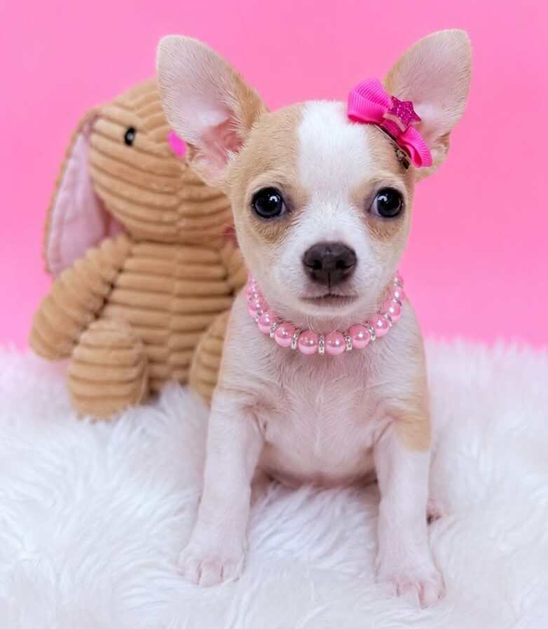 Chihuahua