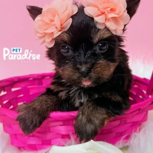 Yorkshire Terrier, Africa 1