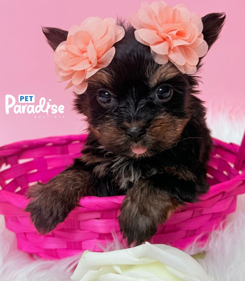 Yorkshire Terrier, Africa 1