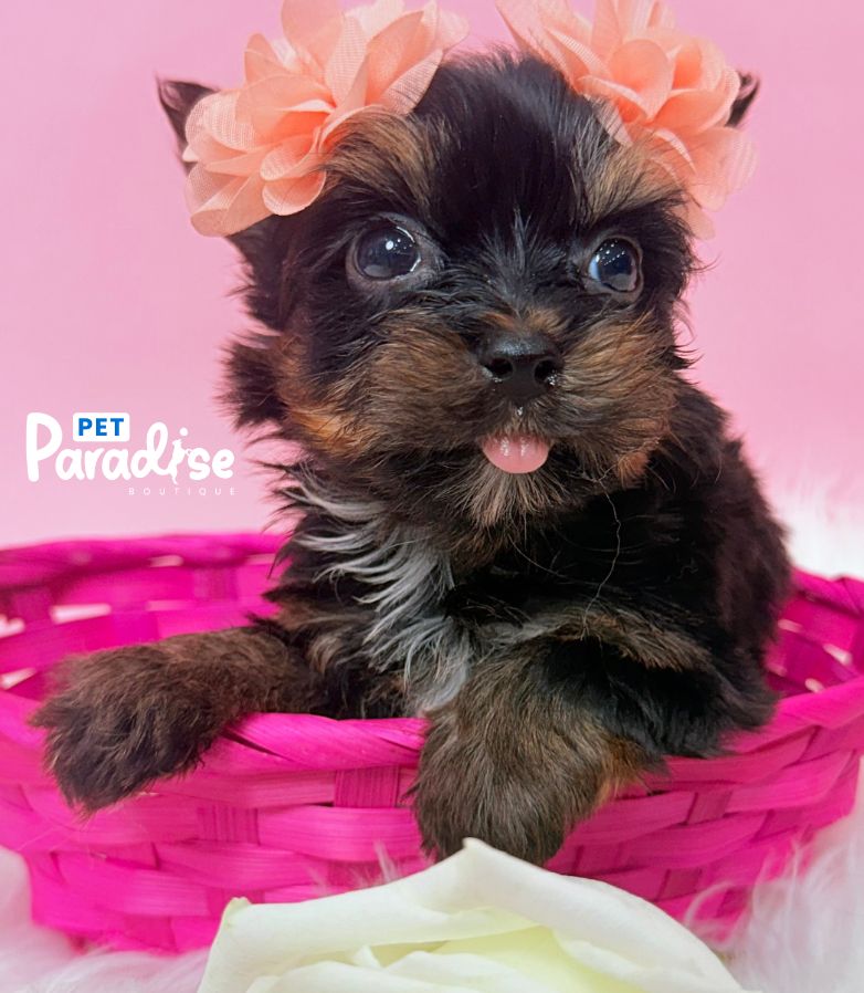 Yorkshire Terrier, Africa 2