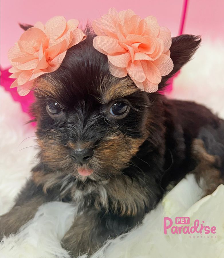 Yorkshire Terrier, Africa 3