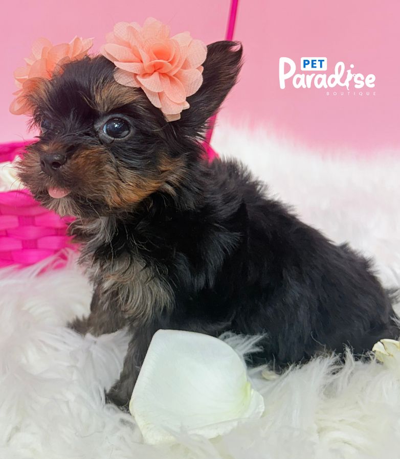 Yorkshire Terrier, Africa