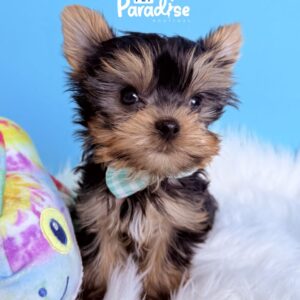 Yorkshire Terrier, Brandon