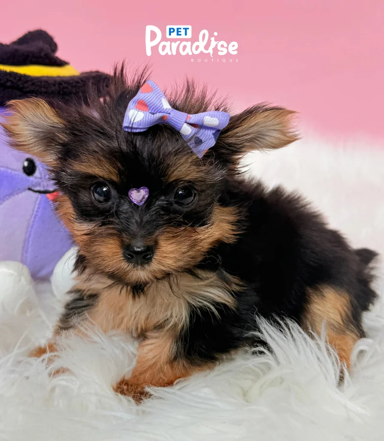 Yorkshire Terrier, Italia 1