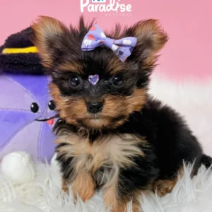 Yorkshire Terrier, Italia 2