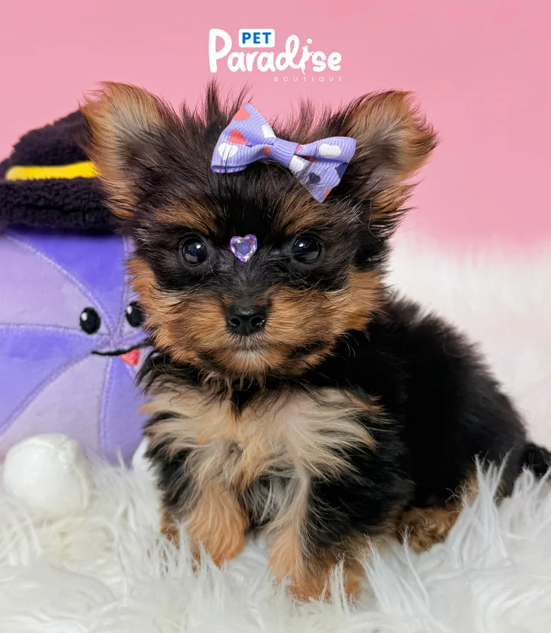 Yorkshire Terrier, Italia 2