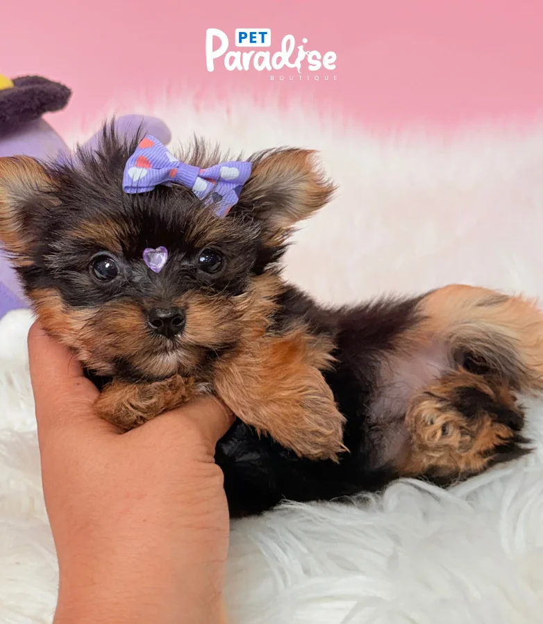Yorkshire Terrier, Italia 3
