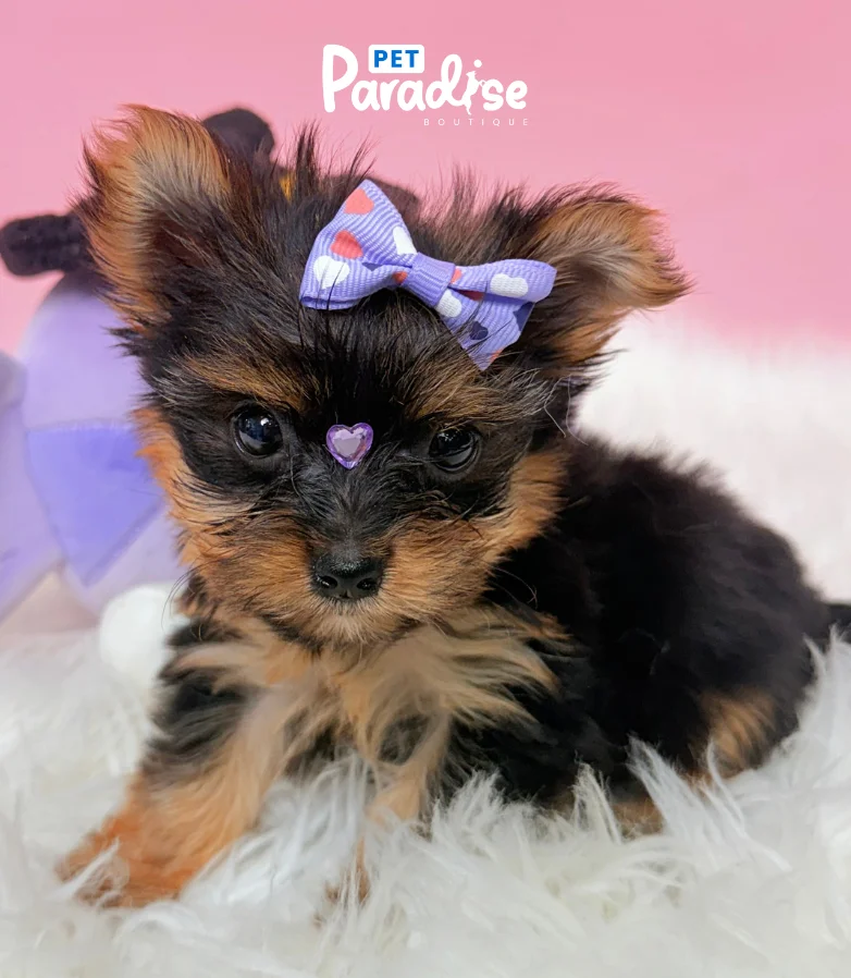 Yorkshire Terrier, Italia