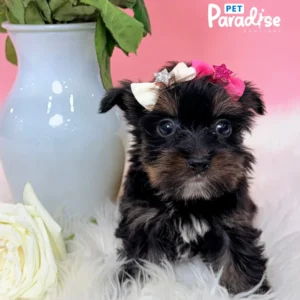 Yorkshire Terrier, Miami 1