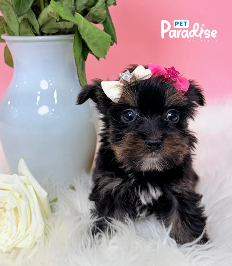 Yorkshire Terrier, Miami 1