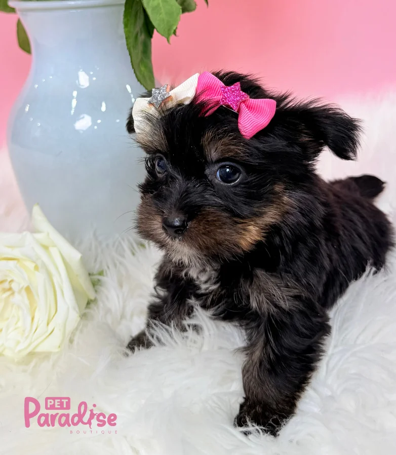 Yorkshire Terrier, Miami 2