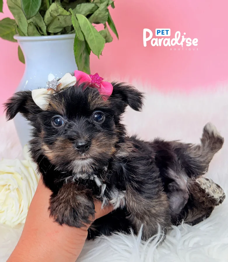 Yorkshire Terrier, Miami 3